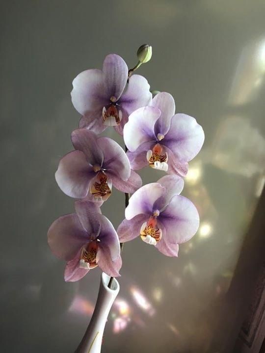 a white vase filled with purple flowers on top of a table