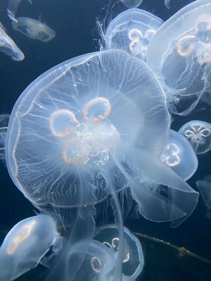 some very pretty jellyfish in the water