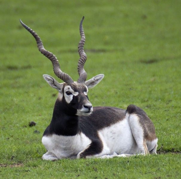 an antelope sitting in the grass with long horns on it's head