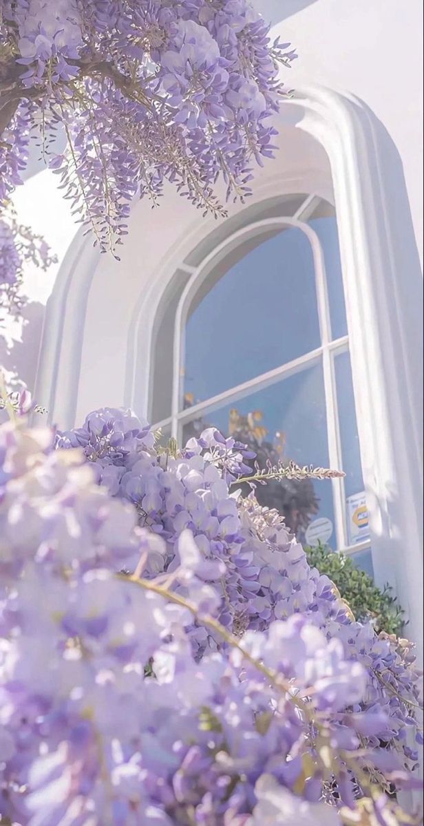 purple flowers are growing on the side of a white building with a large window in it