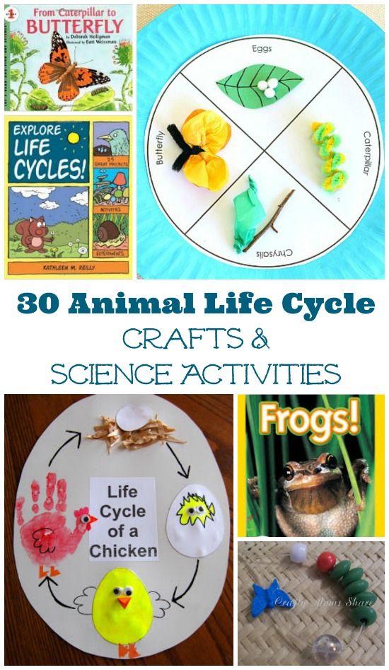 an animal life cycle craft and science activities for kids