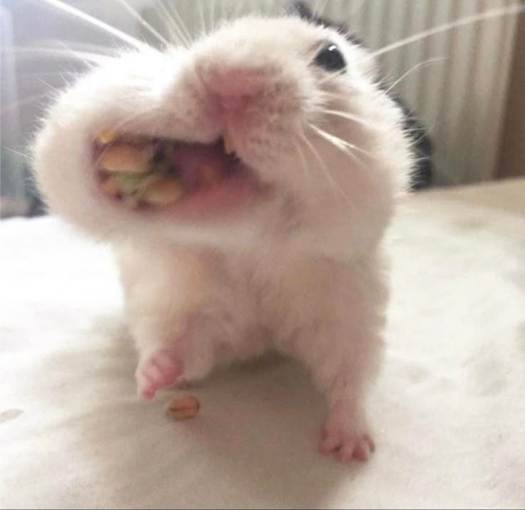 a white and black hamster eating some food