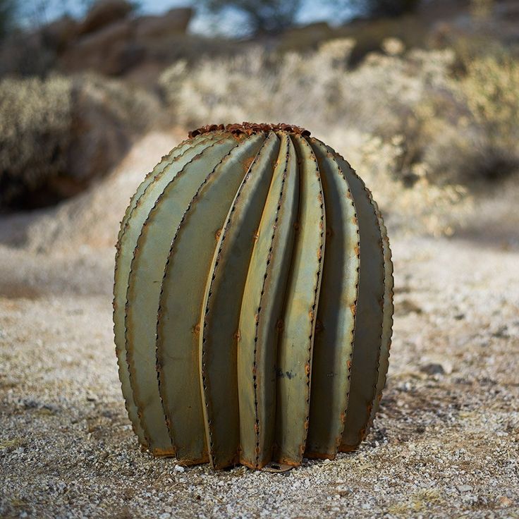 a large cactus plant sitting in the middle of a desert