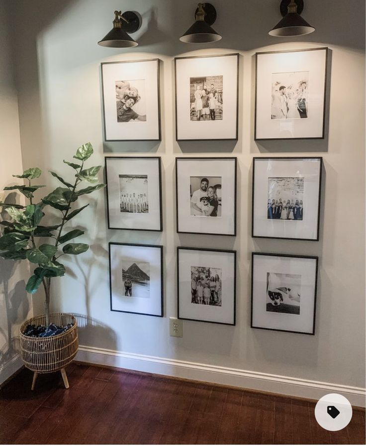 a bunch of pictures hanging on the wall above a potted plant in a room