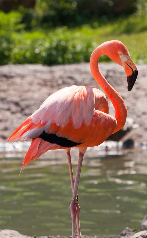 a pink flamingo standing on top of a rock next to a body of water