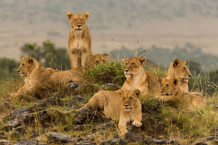 four adult lions sitting on top of a grass covered hill with trees in the background