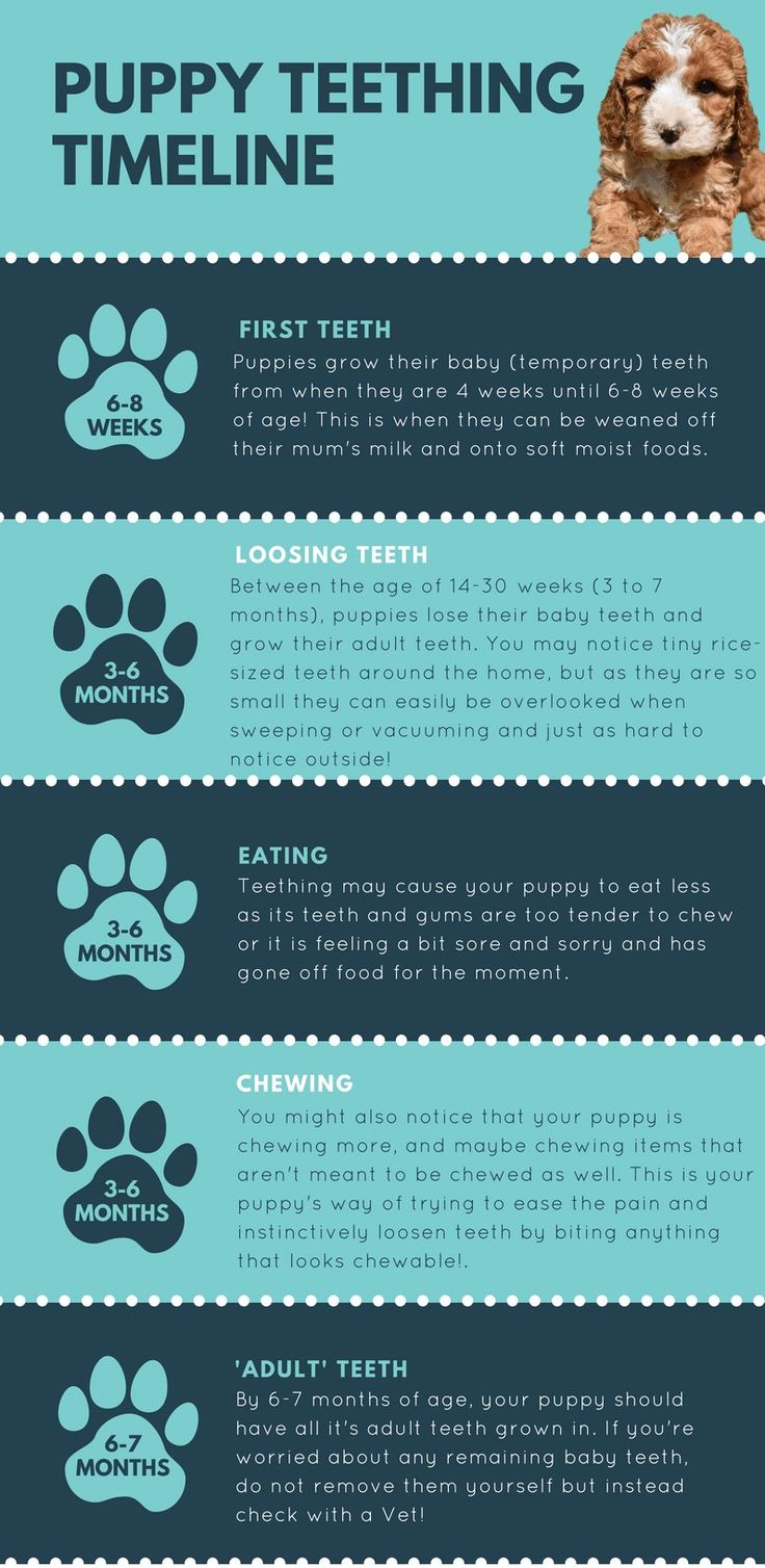 a dog's teeth info sheet with the words puppy teeth and their corresponding features