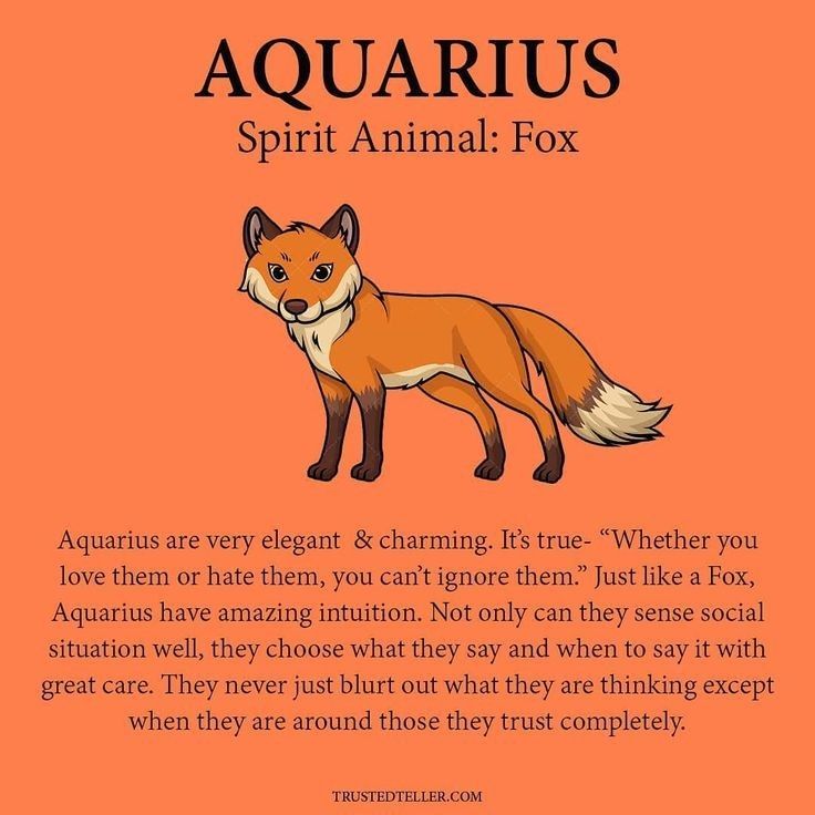 an orange background with the words aquarius spirit animal fox