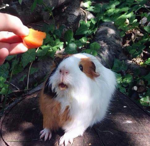 a small brown and white guinea pig eating an orange