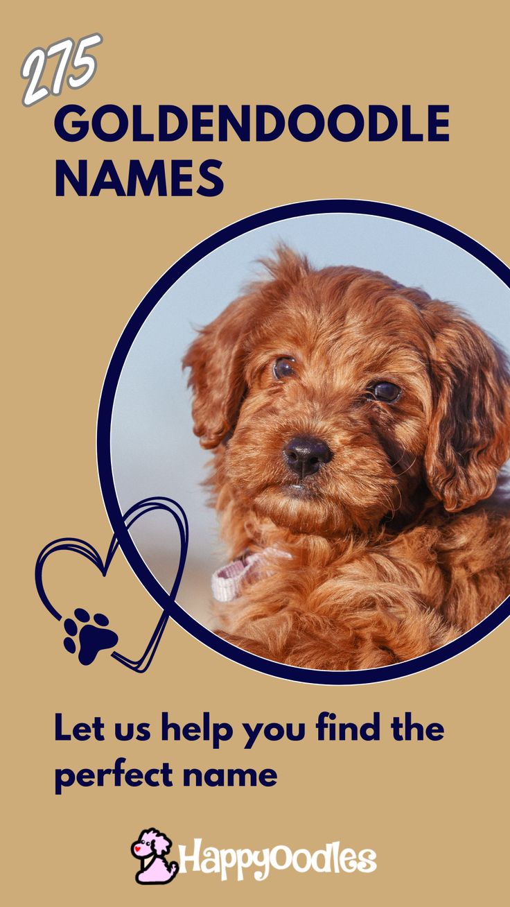 a brown dog with a heart on it's collar and name tag for goldendoodle