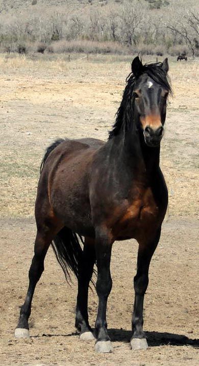 a brown horse standing on top of a dry grass field