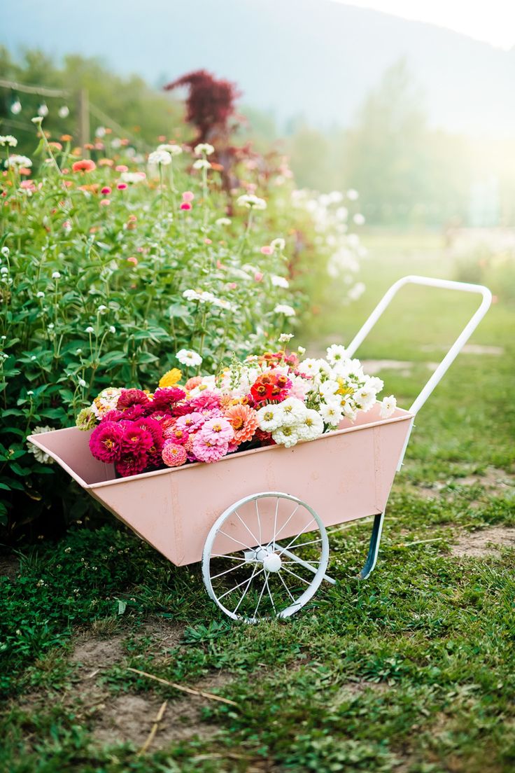 a pink wheelbarrow filled with flowers in the grass