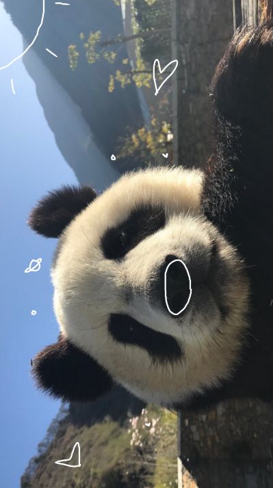 a panda bear is hanging upside down from a tree with hearts drawn on it's face