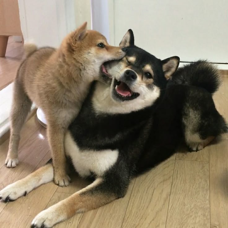 two dogs are playing with each other on the floor