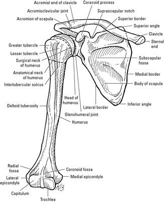 an image of the bones and their major structures