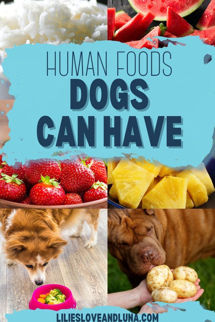 A collage of pictures with a bowl of rice, some cut watermelon, a bowl of strawberries, some cut pineapple, a dog sniffing a bowl of broccoli and carrots, and a dog sniffing some potatoes with a text overlay that reads human foods dogs can have. Food Safe For Dogs, Food That Dogs Can Eat, Dog Foods They Can Eat, Best Human Foods For Dogs, Foods Safe For Dogs To Eat, Foods That Dogs Can Eat, Super Foods For Dogs, Best Foods For Dogs, Foods Not To Give Dogs