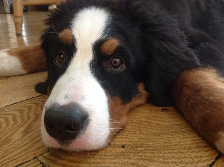 a close up of a dog laying on the floor