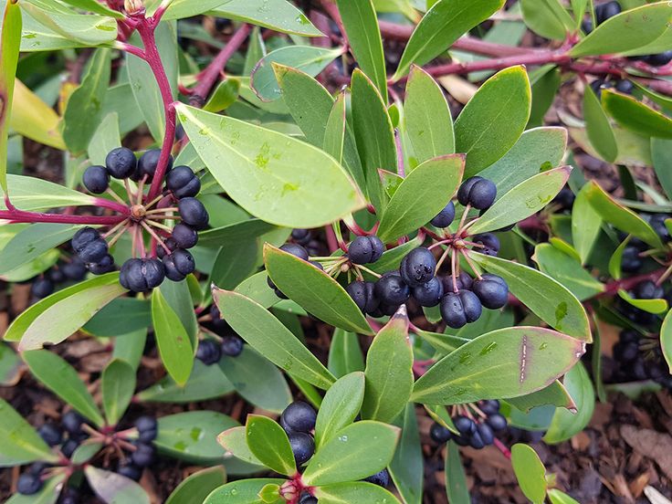 berries are growing on the green leaves of this bushy plant with red stems and dark blue berries