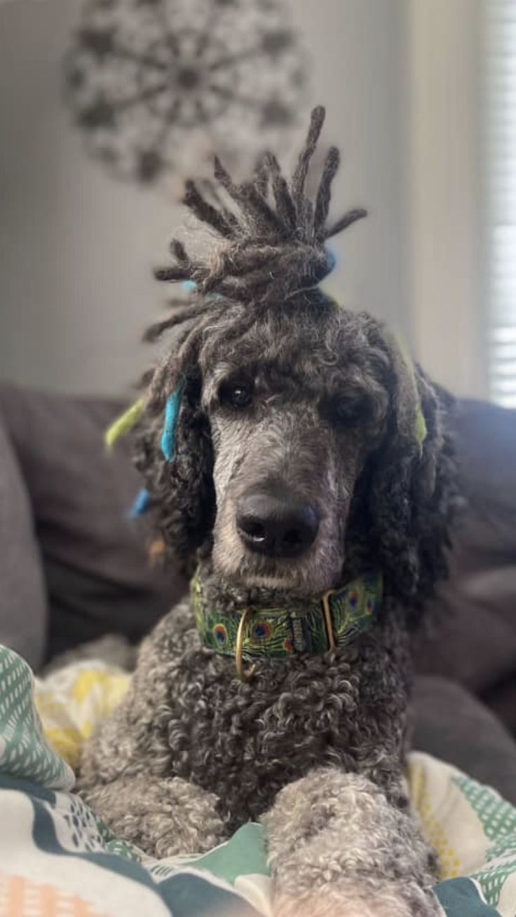 a poodle with dreadlocks sitting on a blanket