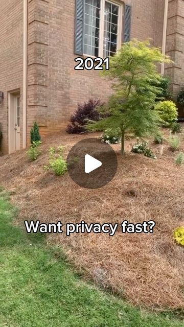 a lawn with grass and bushes in front of a brick building that says want privacy fast?