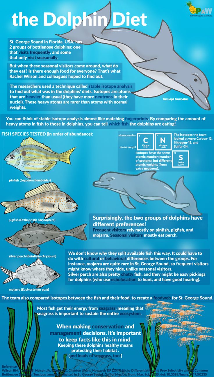 the dolphin diet info sheet is shown