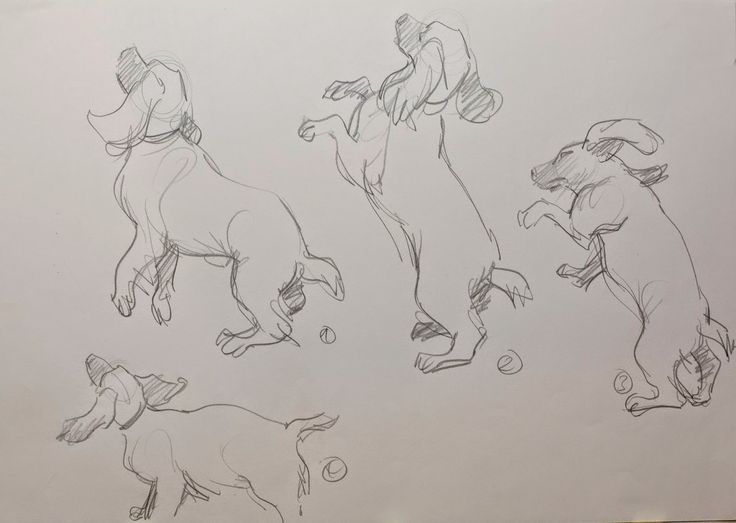 some drawings of dogs playing with balls in the air and one dog jumping up to it's head