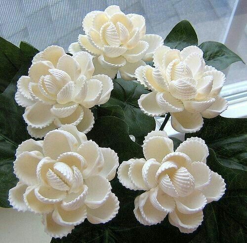 white flowers with green leaves in front of a window