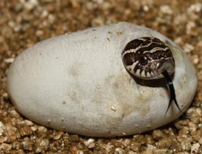 a small snake crawling on top of a white rock in the middle of some gravel