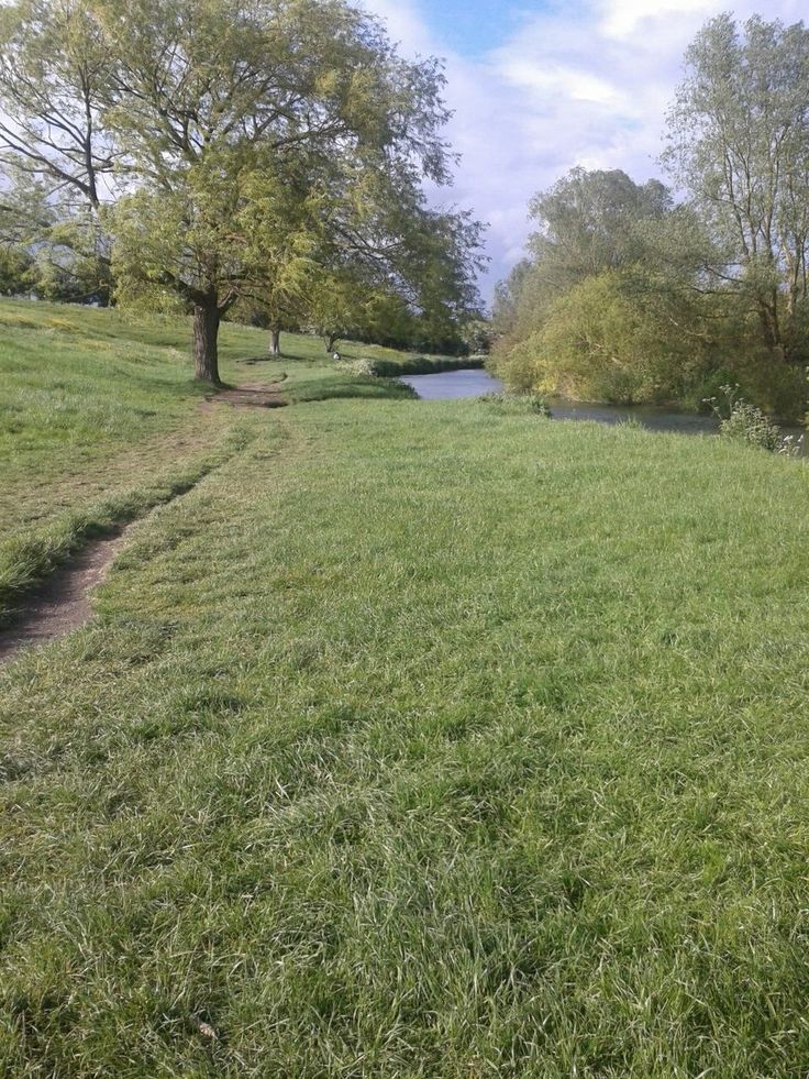 there is a dog that is standing in the grass by the water and looking at something