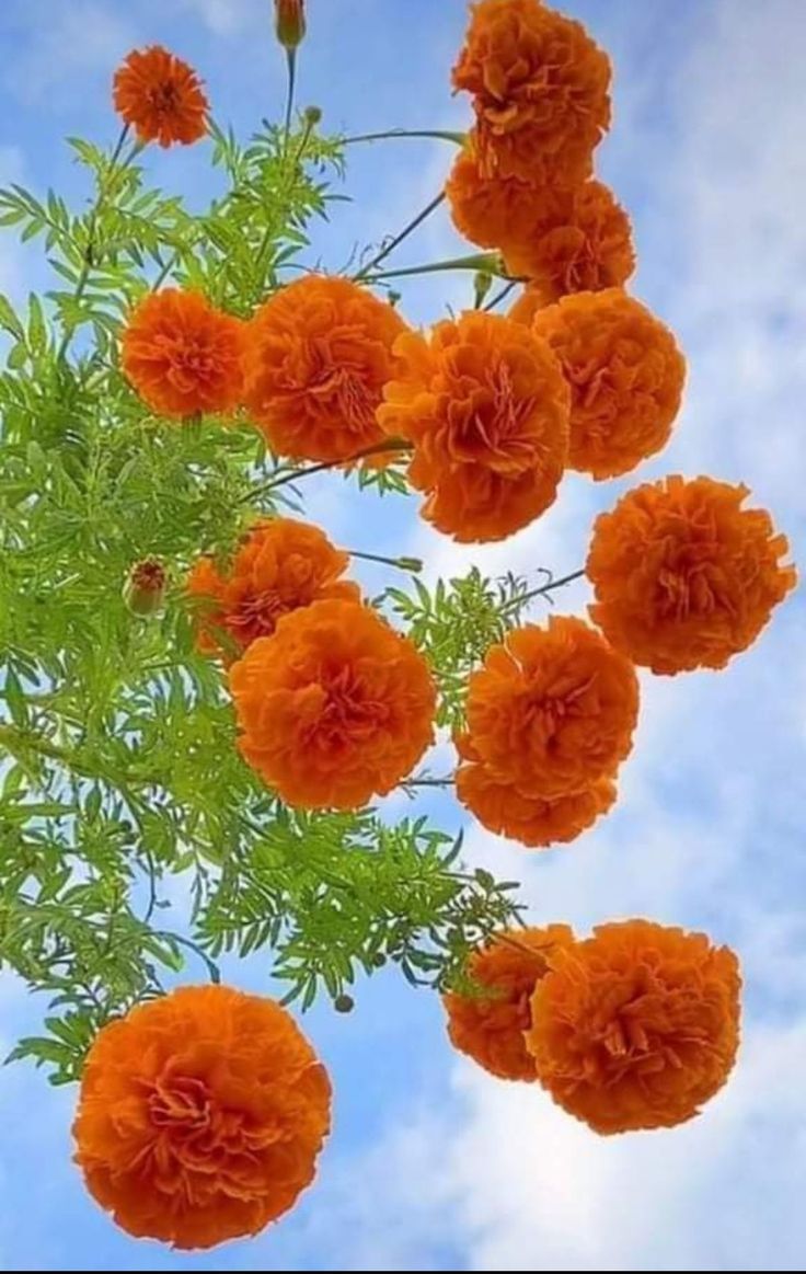 orange flowers are hanging from a tree branch in front of a blue sky with clouds