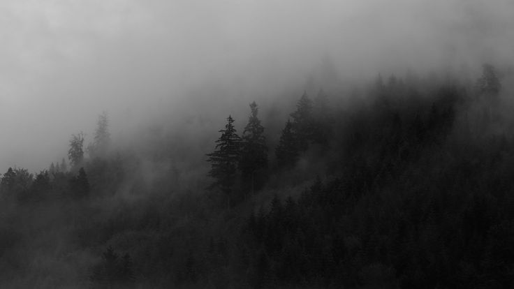 black and white photograph of trees in the fog on a mountain side with low hanging clouds