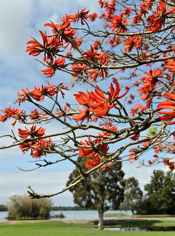 a tree with bright orange flowers in the foreground