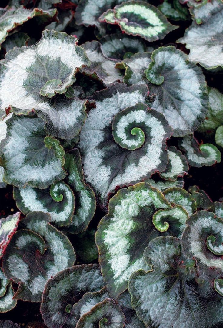 green and white plants with swirly leaves on the top one plant has brown tips