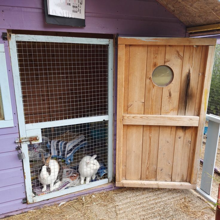 two white rabbits in a wooden coop on the side of a purple building with a door