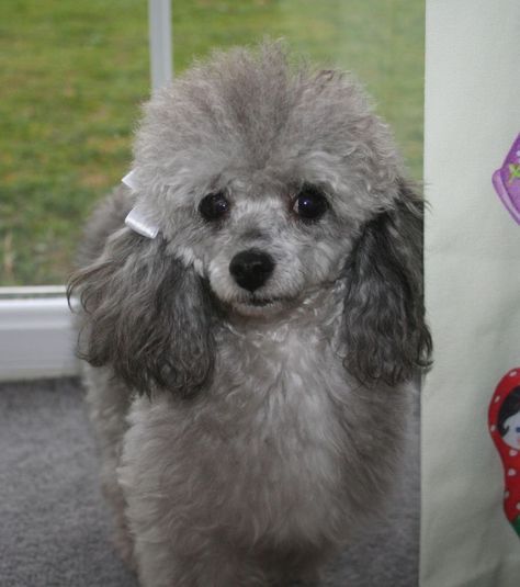 a small gray poodle standing next to a window