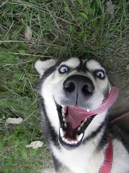 a husky dog with its mouth open and tongue hanging out, looking up at the camera