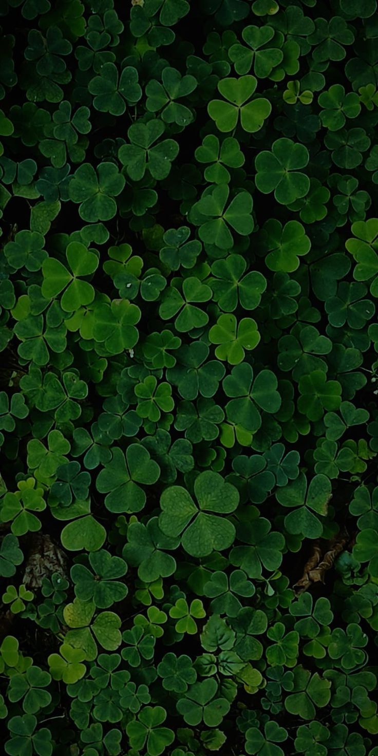 A wallpaper full of green clovers 🍀☘️ Green Clover Wallpaper, Symmetry Photography, Green Nature Wallpaper, Clover Wallpaper, Lucky Wallpaper, Green Scenery, Green Clover, Abstract Wallpaper Backgrounds, 8k Wallpaper