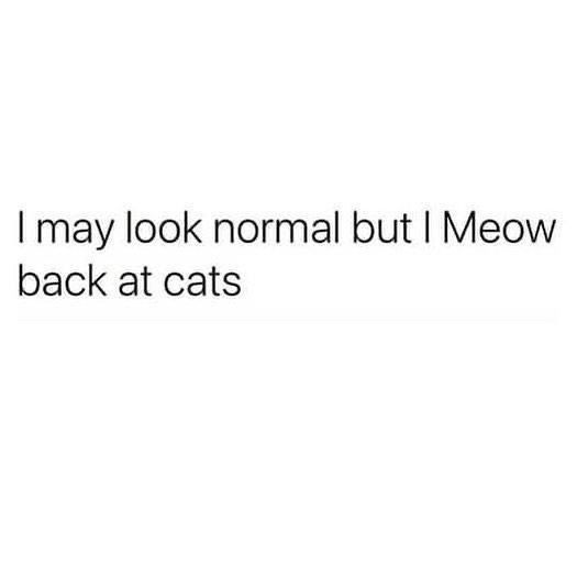 the text reads, i may look normal but i meow back at cats '