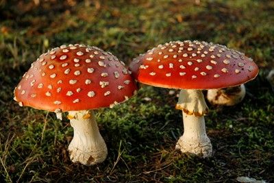 two red mushrooms sitting on top of a lush green field