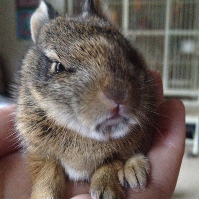 a small brown and white animal in someones hand