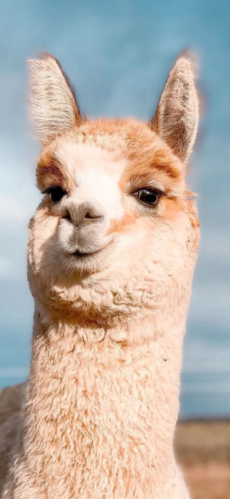 an alpaca looking at the camera with its eyes wide open in front of a blue sky