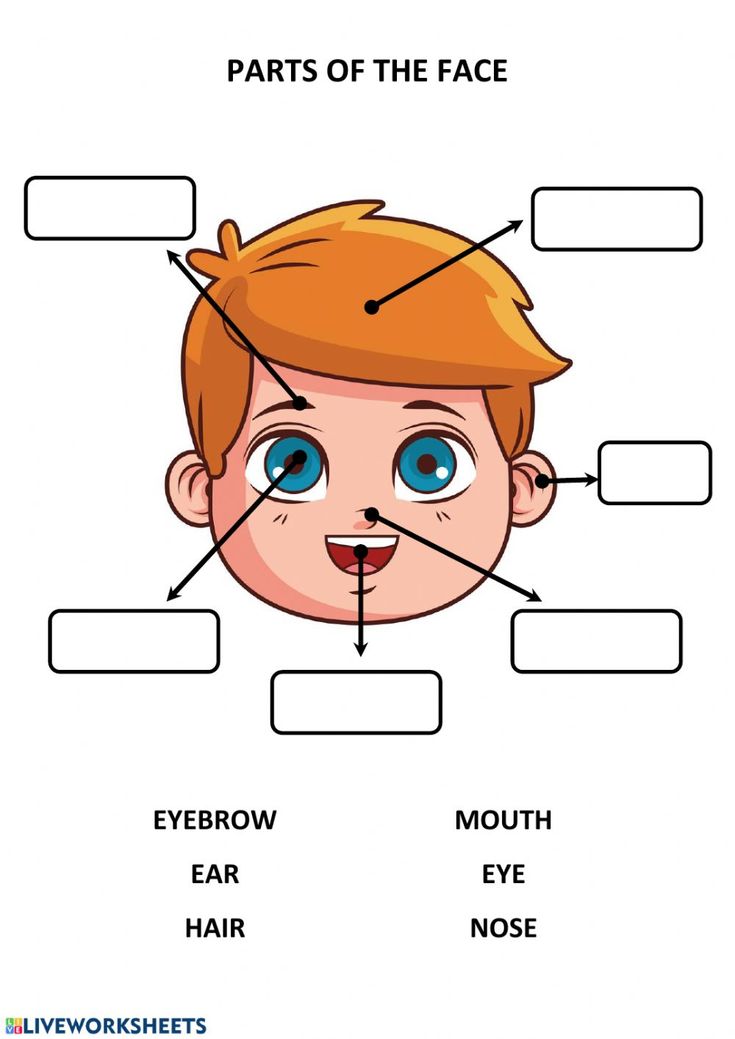 parts of the face worksheet for kids with pictures and words to help them learn