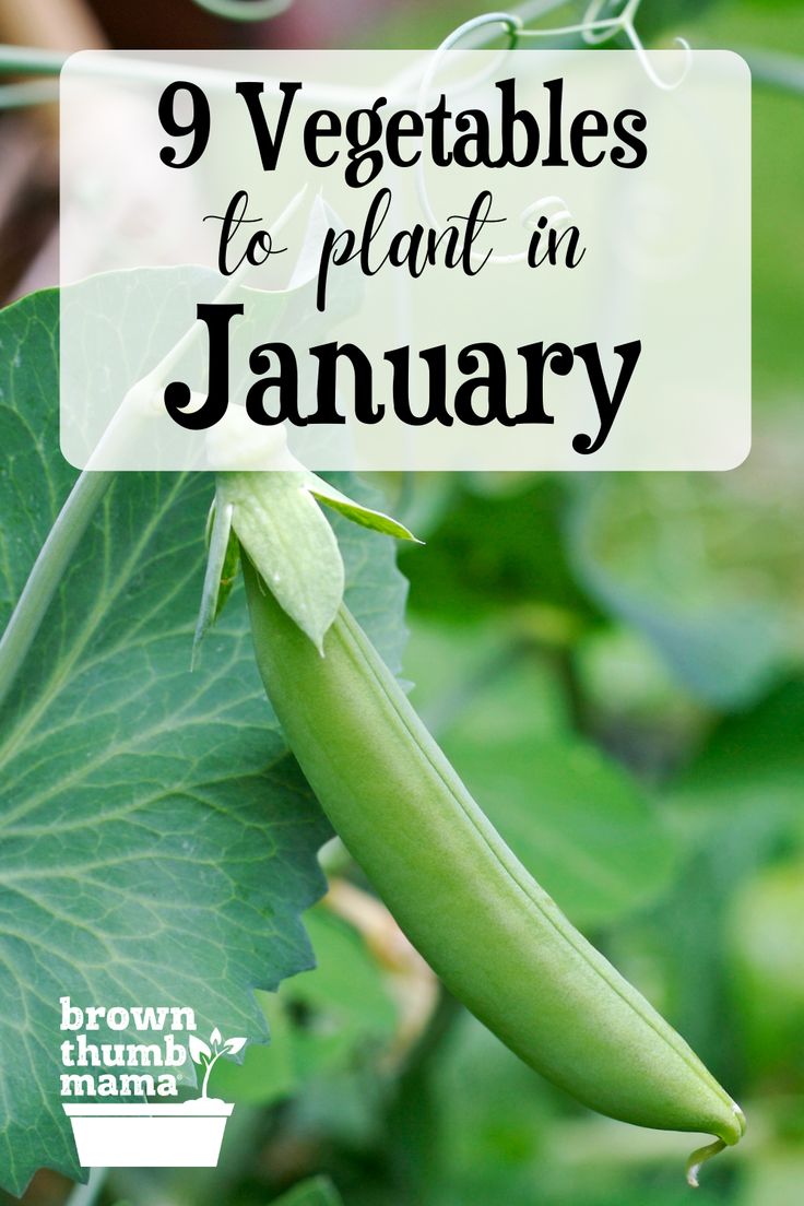 green beans growing on a plant with the words 9 vegetables to plant in january