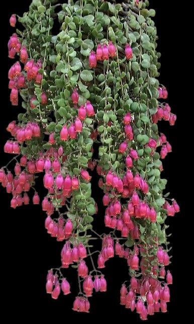 pink flowers are hanging from the branches of a tree in front of a black background