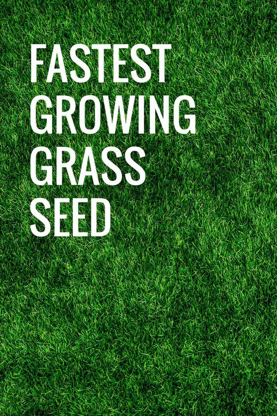 grass with the words fastest growing grass seed on it