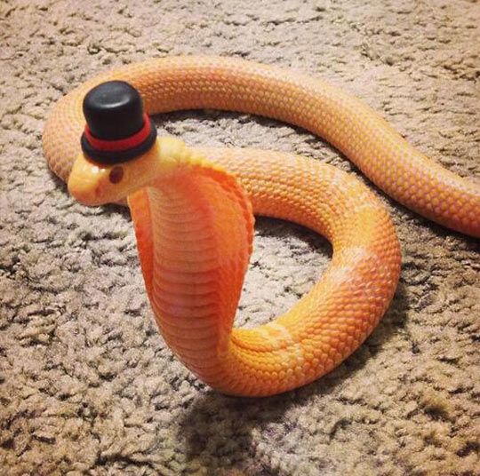 an orange snake with a black hat on it's head