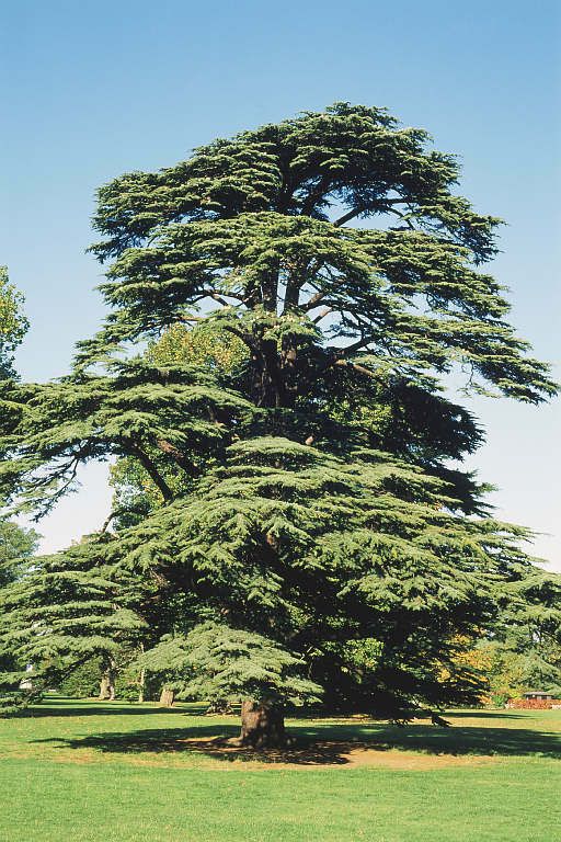 a large pine tree in the middle of a grassy area with blue sky behind it