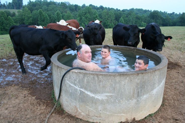 several cows and people in an outdoor hot tub