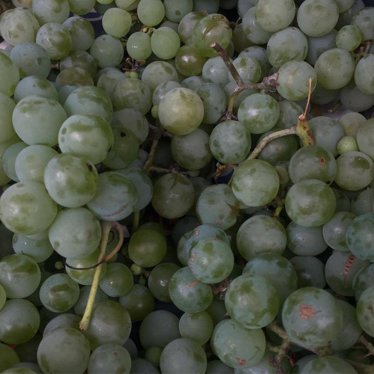 bunches of green grapes sitting on top of each other