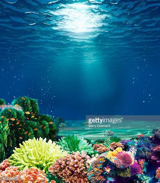 an underwater scene with corals and seaweed